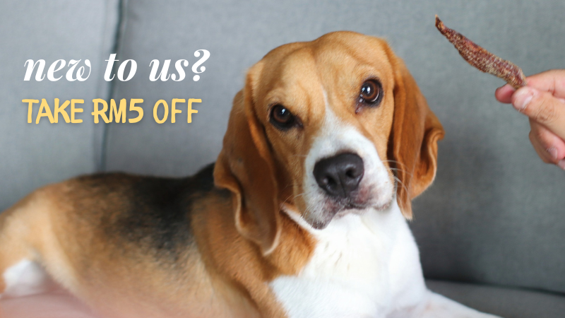 beagle looking at the camera with a discount code