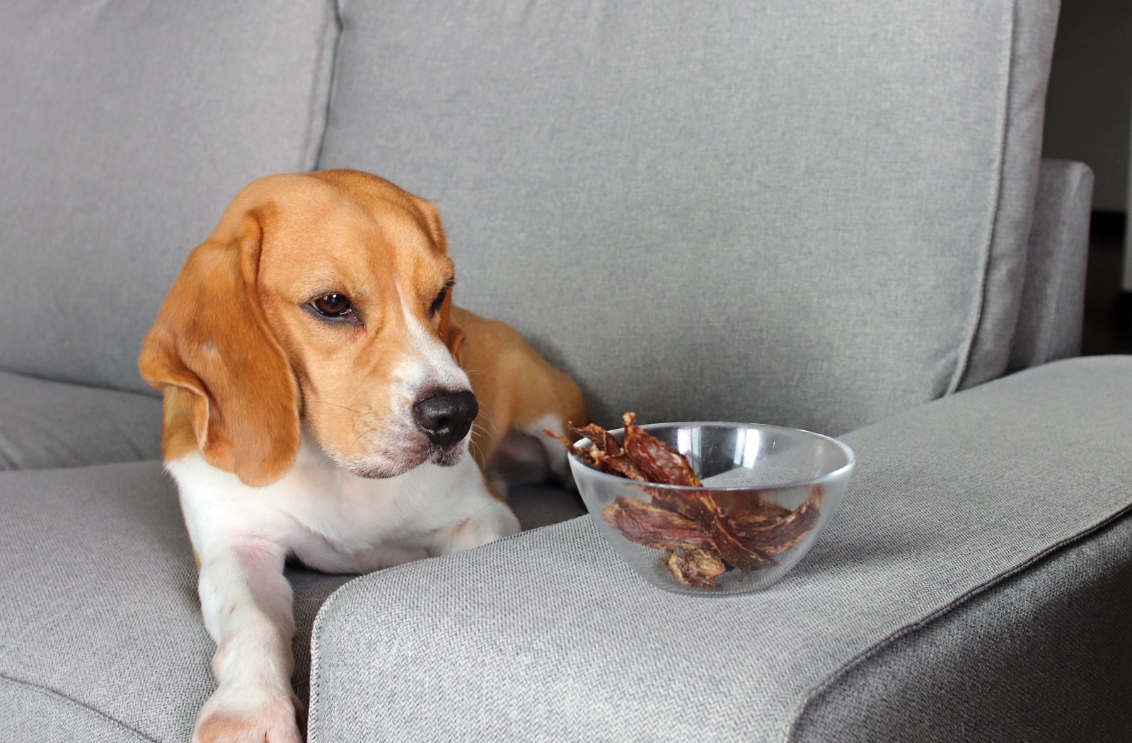 beagle looking at bowl of dehydrated duck fillet treats