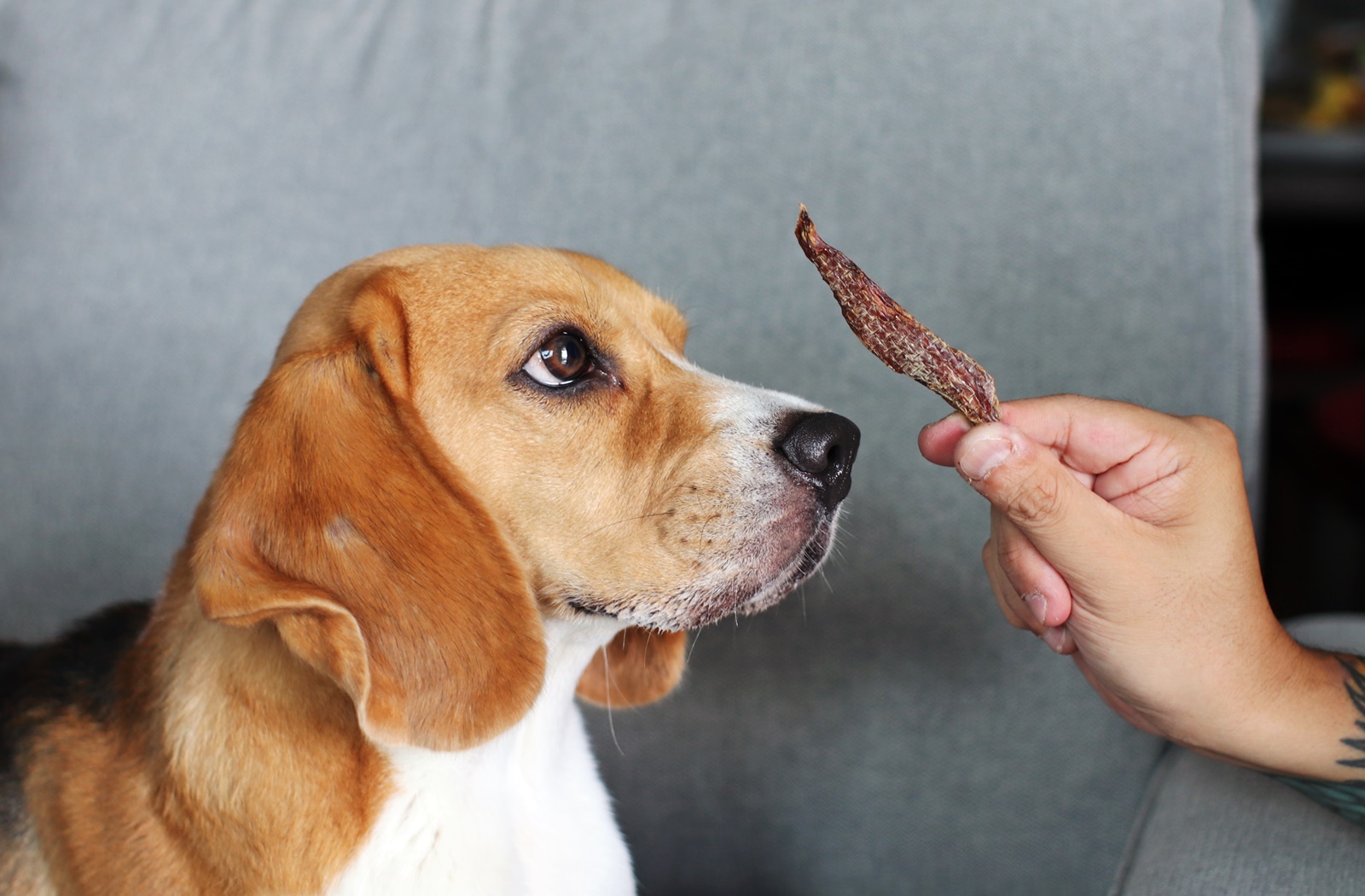 beagle looking at dehydrated duck fillet treat