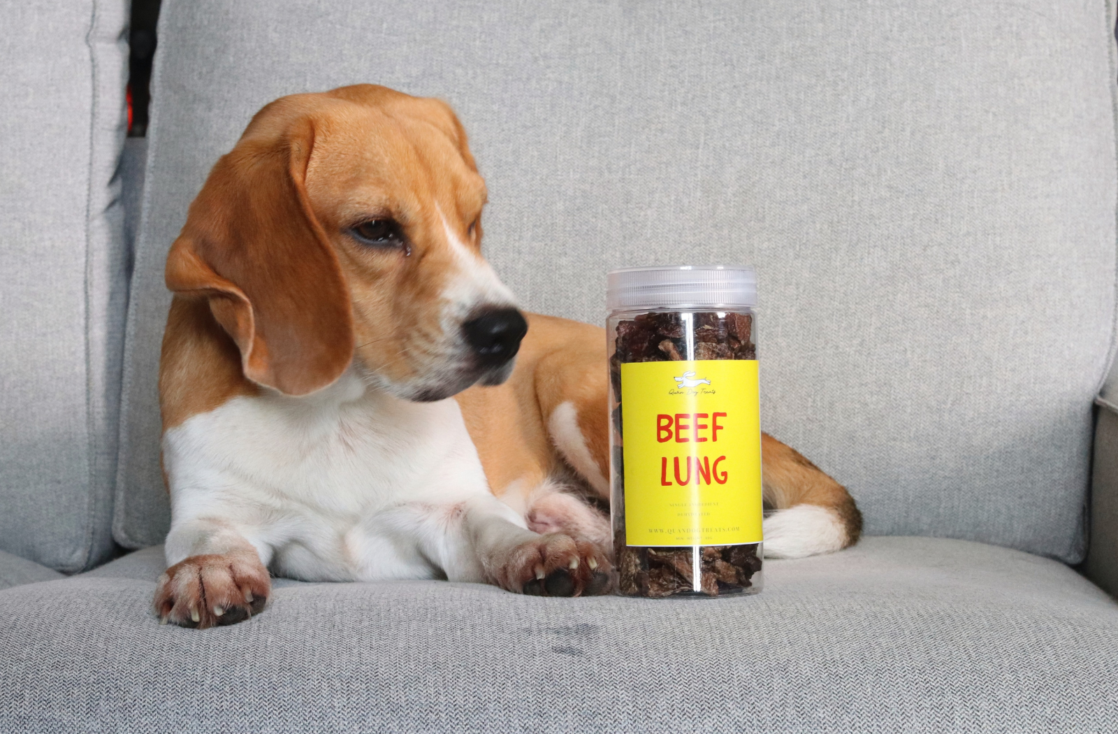 beagle with dehydrated beef lung treats