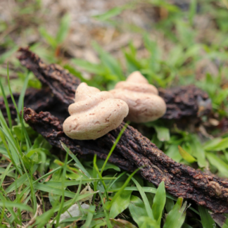 [Special Release] A Poop in the Woods